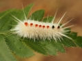 caterpillar