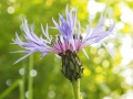 cornflower