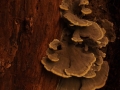 fungus