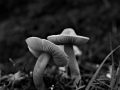 a. mushrooms3