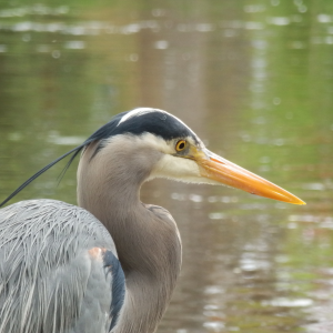 great blue heron high resolution downloadable image