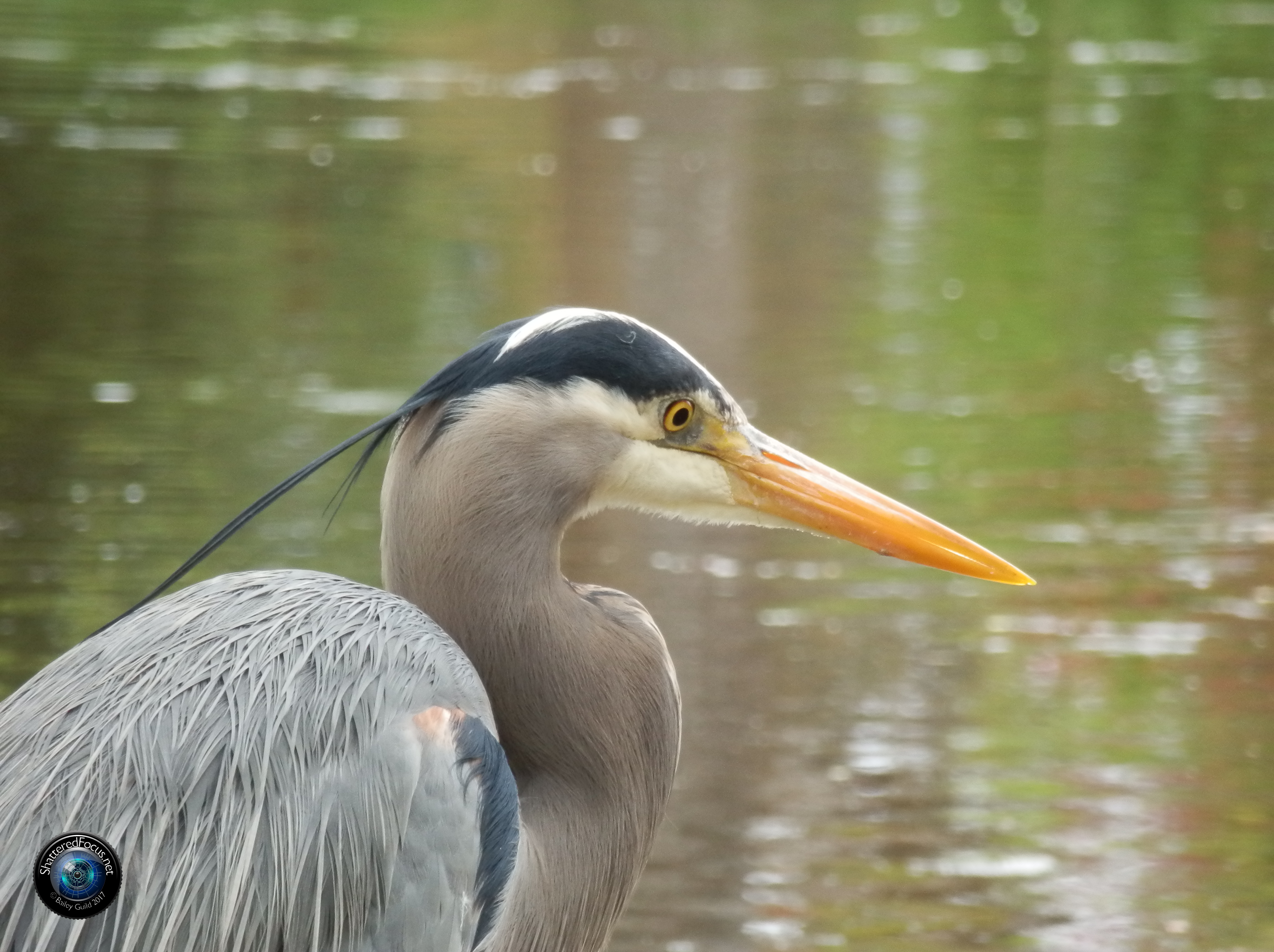 great blue heron high resolution downloadable image